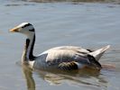 Bar-Headed Goose (WWT Slimbridge July 2013) - pic by Nigel Key